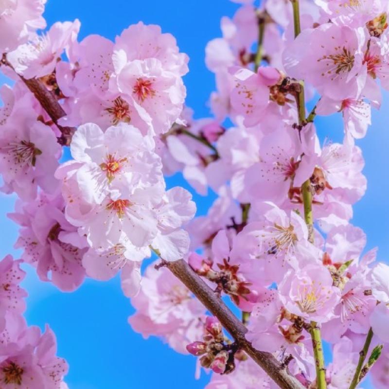 japanese cherry blossoms