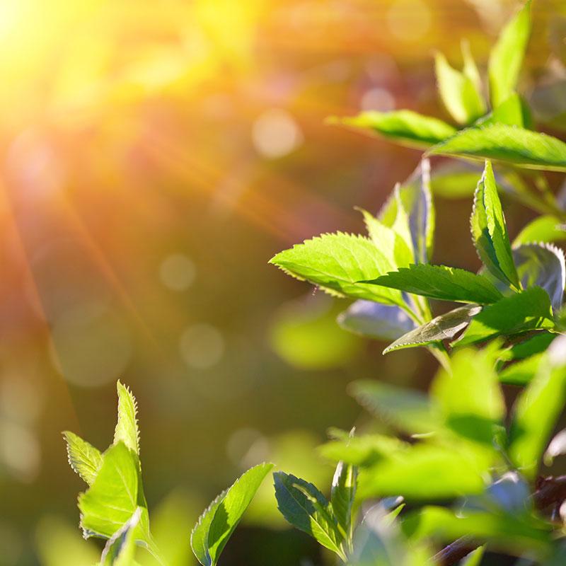 Leaves growing in the light.